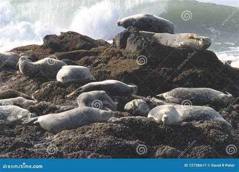 Seals On Pacific Ocean Coast Stock Image Image Of Coast Group 12738617