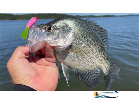 Black Nose Crappie Discover The Secrets Of This Fish 2023