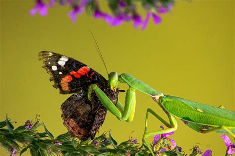 The Secret Sex Lives Of The Praying Mantis Insanitek
