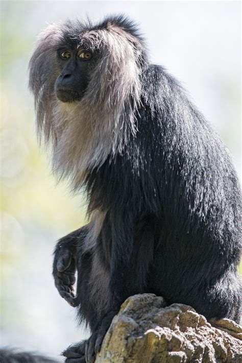 Lion Tailed Macaque Again Animals Wild Wild Animals Videos Animals