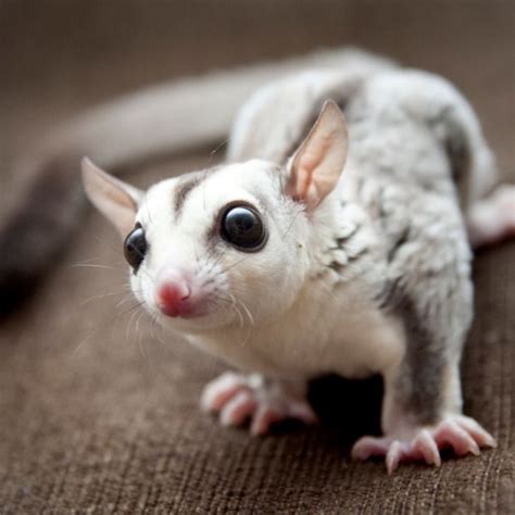 The Mahogany Glider Is An Intimidated Species That Has Seen Countless