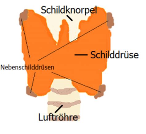 Zu dem kamen noch innere unruhe, hoher puls und zittrige hände. Schilddrüse und Schilddrüsenhormonsynthese ...