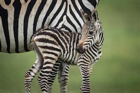 Close Up Of Baby Plains Zebra Beside Mother Photograph By Ndp Fine
