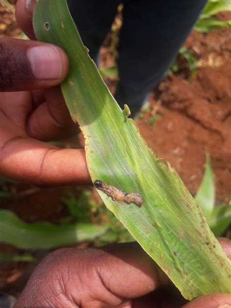 Piloting Biopesticide Use To Manage Fall Armyworm In South Sudan