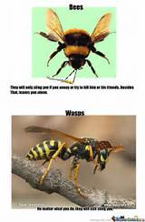 Photos of Wasp Vs Bee Meme