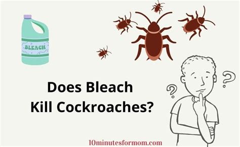 Does Bleach Kill Cockroaches 10minutesformom