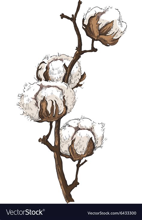 Aggregate 86 Sketch Of Cotton Plant Best Vn