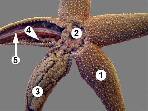 Sea Star Dissection Diagram Quizlet