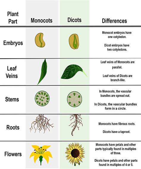 Difference Between Monocot And Dicot Difference Between Dicot And