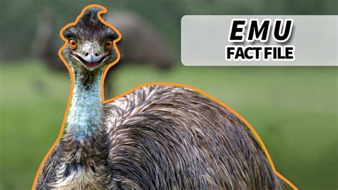 Emu Facts They Won The Great Emu War Animal Fact Files Youtube