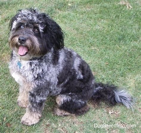 Mystical parti poodles, greenhill, new south wales, australia. Aussiedoodle Dog Breed Information and Pictures