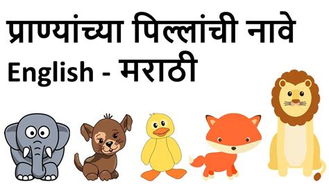 Top 100 Animals And Their Young Ones Names In Marathi