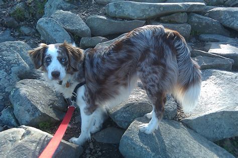 mini and toy aussies with tails rl valley ranch aussies