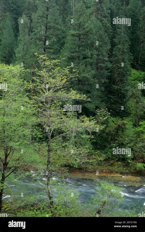 South Umpqua River Umpqua National Forest Oregon Stock Photo Alamy