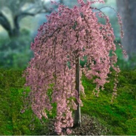 Top suggestions for dwarf flowering cherry tree. Pink Snow Showers Weeping Cherry | Fort Wayne Trees