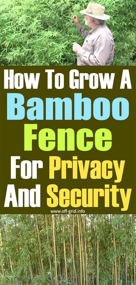 How To Grow A Bamboo Fence For Privacy And Security Off Grid Bamboo