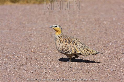 Spotted Sandgrouse Stock Photo Minden Pictures