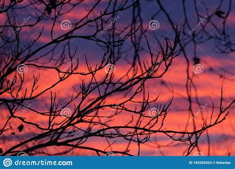 Silhouette Of Naked Tree Branches On Bright Pink Twilight Sky My Xxx