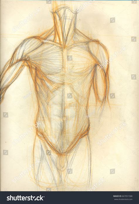 Human Body Sketch Images Stock Photos And Vectors Shutterstock
