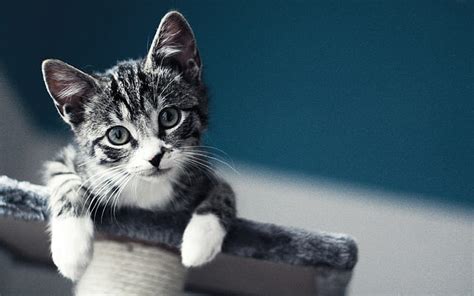 Hd Wallpaper Kitten Playful Wallpaper Flare