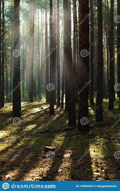 Sun Rays Through Tree In A Pine Forest Stock Photo Image Of Forest