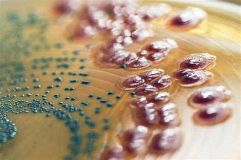 Inhibition Of Escherichia Coli Bacteria Photograph By Daniela Beckmann