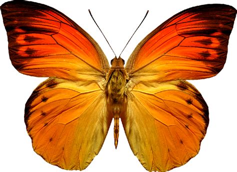 butterfly png - Google'da Ara | Orange butterfly, Butterfly decal, Butterfly painting