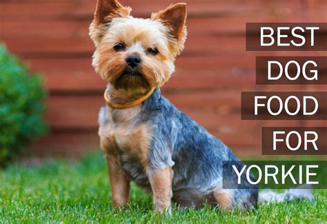 In order for the yorkshire terrier to work the perfectly cardiovascular system, it is necessary to use vitamin b1. Top 5 Best Dog Foods For Yorkies [2017 Buyer's Guide ...