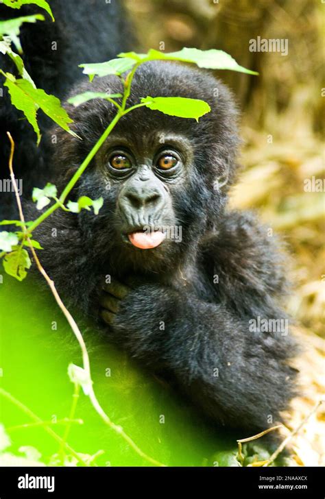 Gorilla Sticking Its Tongue Out Hi Res Stock Photography And Images Alamy