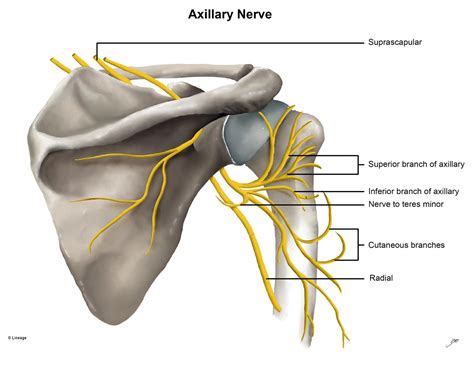 Fig 3 Upper Limb Anterior View Axillary Nerve Ulnar N