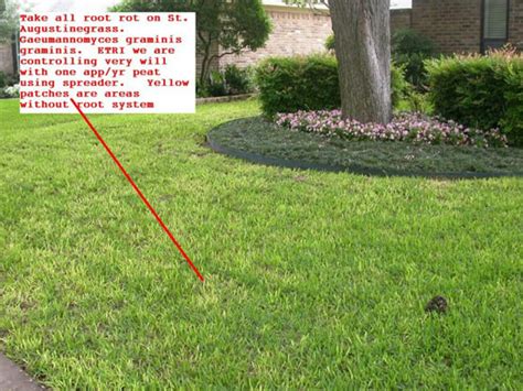 Hence, it is crucial to have in mind the negative consequences that you may face if you do not know how to dethatch st augustine grass appropriately. St. Augustine Thatch or What? | Page 2 | LawnSite™ is the largest and most active online forum ...