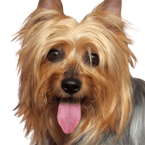 Australian Silky Terrier Character And Ownership Dog Breed Pictures