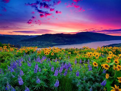 Nature Landscape Yellow Flowers And Blue Mountain Lake Hills Red Cloud