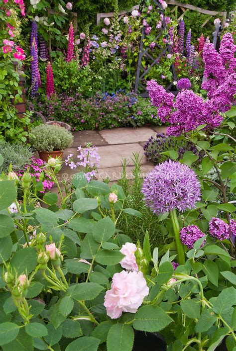 Fragrant Perennial Garden In Late Spring Or Early Summer June Plant