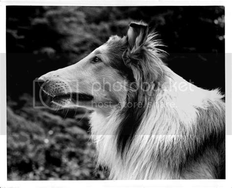 Filepal As Lassie 1942 Wikimedia Commons
