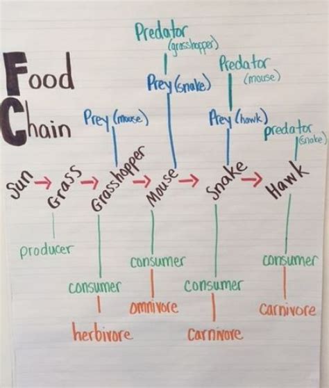Anchor Chart Food Chain And Animal Vocabulary