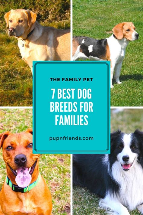 7 Best Dog Breeds For Families Awesome Dogs For Families Best Dog