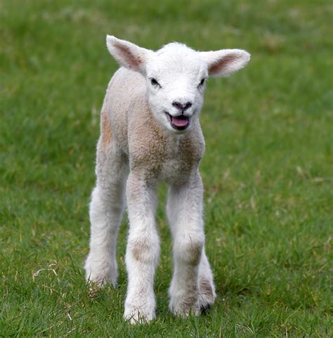 Carl Bovis Nature Photography Cute March Lambs