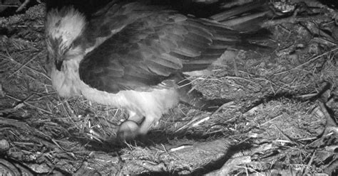 Perthshire Osprey Lays First Egg Of The Season At Loch Of The Lowes