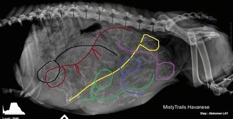 Pictures Of Pregnant Female X Rays Breeders Hacks
