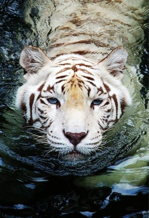 White Tiger Swimming Animals Tiger Tijger Pinterest