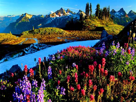 Beautiful Flowers Scenery Images Natural Flower Wallpaper Download