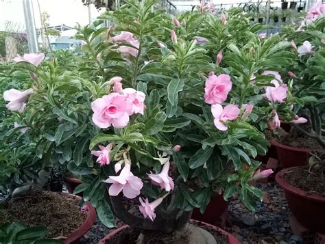 Gọi tên các loại hoa sứ Thái khiến dân tình say đắm nhất hiện nay Flowerfarm vn shophoa