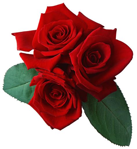 Rose Png Image Free Picture Download