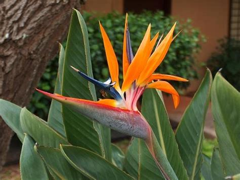 Bird Of Paradise Facts And Tips ⋆ Puna Kamalii Flowers Inc
