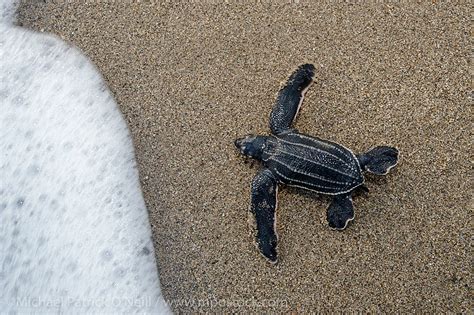 Leatherback Sea Turtle Hatchlings Dermochelys Coriacea Emerge From