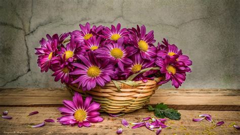 Flower basket arrangements are a bright and beautiful way of letting someone know how much they mean to you. Daisies In A Basket, HD Flowers, 4k Wallpapers, Images ...