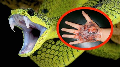 The Most Poisonous Snakes In The World Doovi