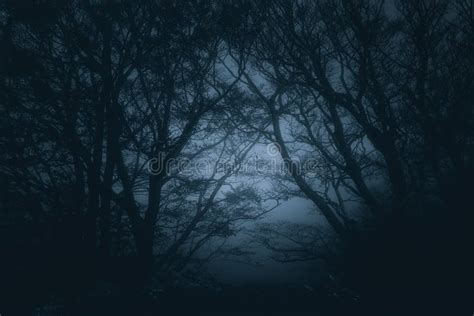 Forêt Sombre Effrayante La Nuit Photo Stock Image Du Hanté Brumeux