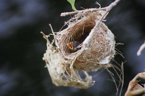 Filebird Nest Hungry